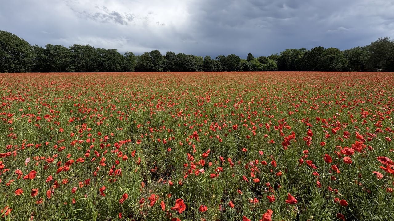 Op dit veld moest eigenlijk gras groeien, maar boer Frank zaaide per ongeluk klaprozen (foto: Wilco Zonneveld).