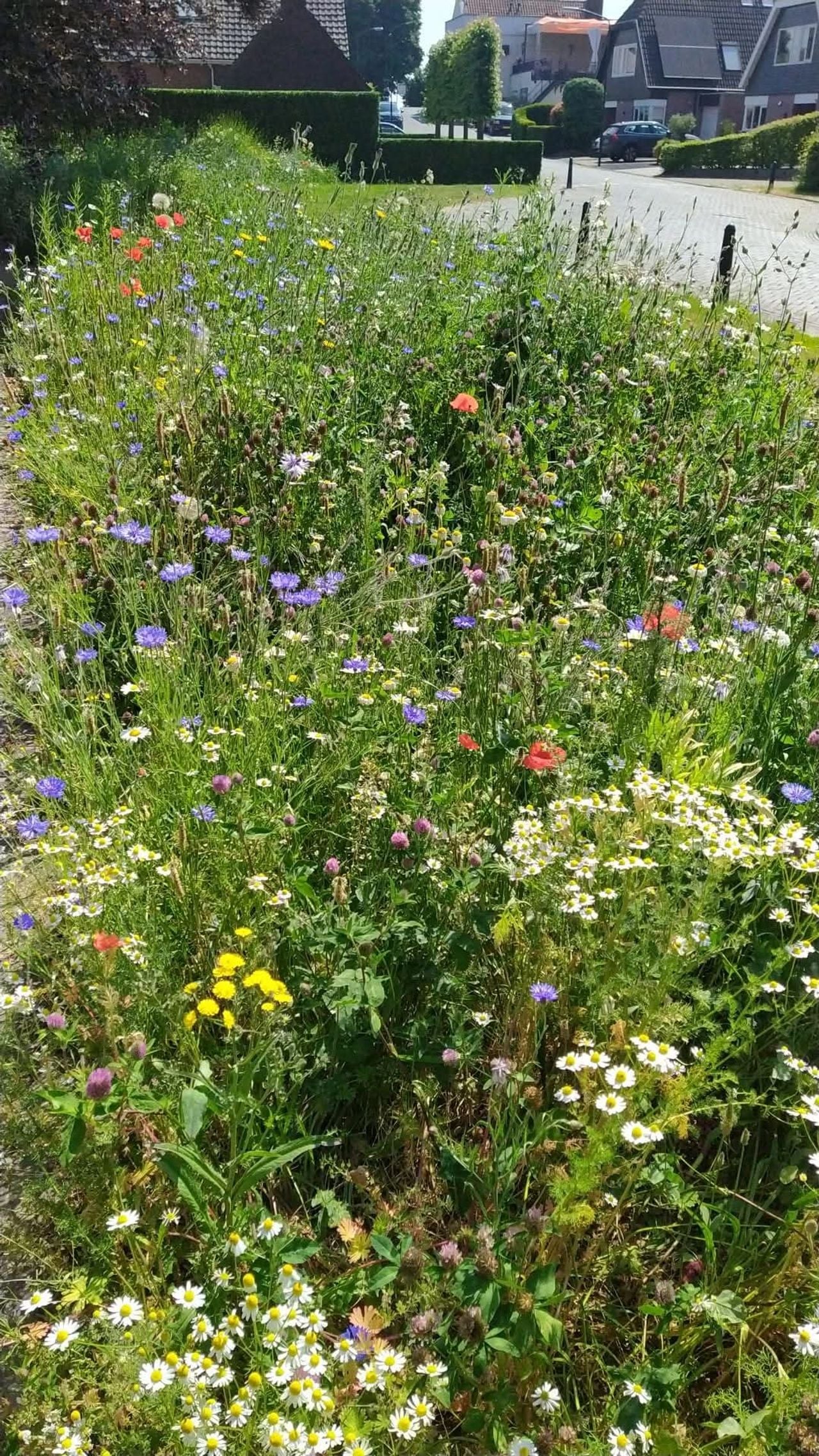 Bloemenweide voor de maaier langs kwam (foto: Gerard Hardeman).