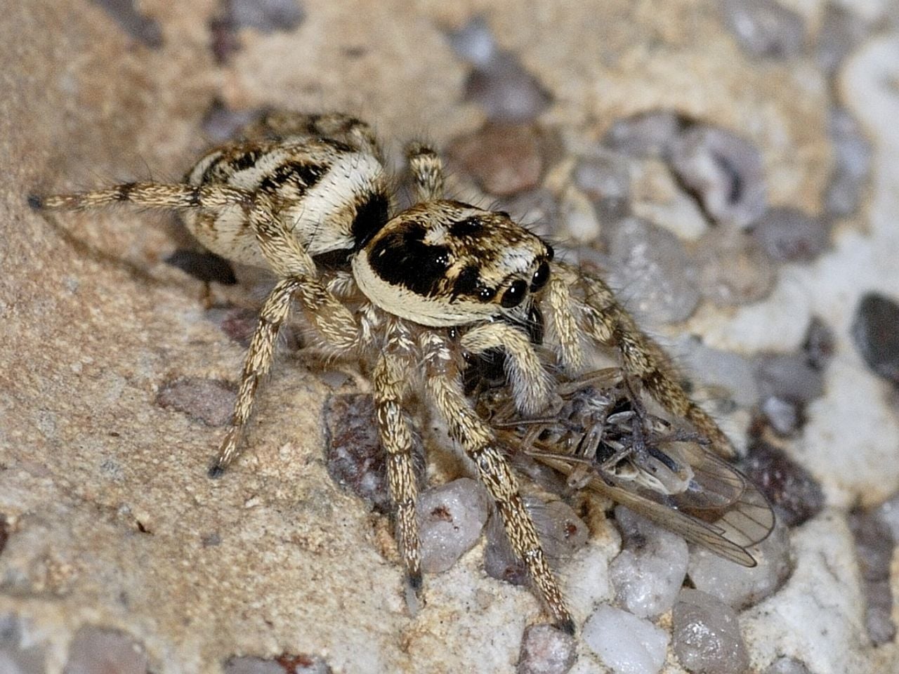 Een huiszebraspin (foto: Saxifraga/Ab H. Baas).