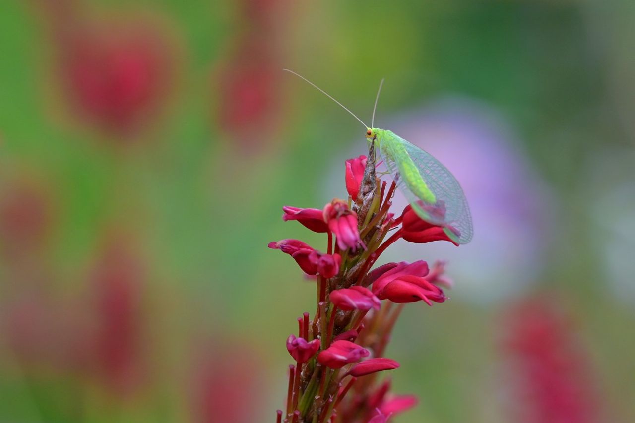 Een goudoogje gaasvlieg (foto: Saxifraga/Tom Heijnen).