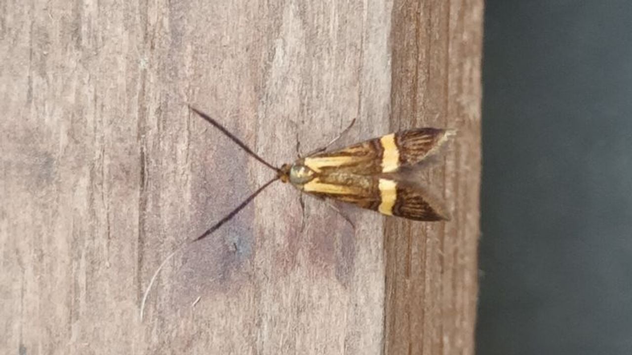 Een vrouwtje van de geelbandlangsprietmot (foto: Wim van der Zanden).