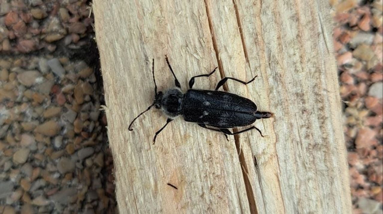 Een huisboktor (foto: Cora Peemen).