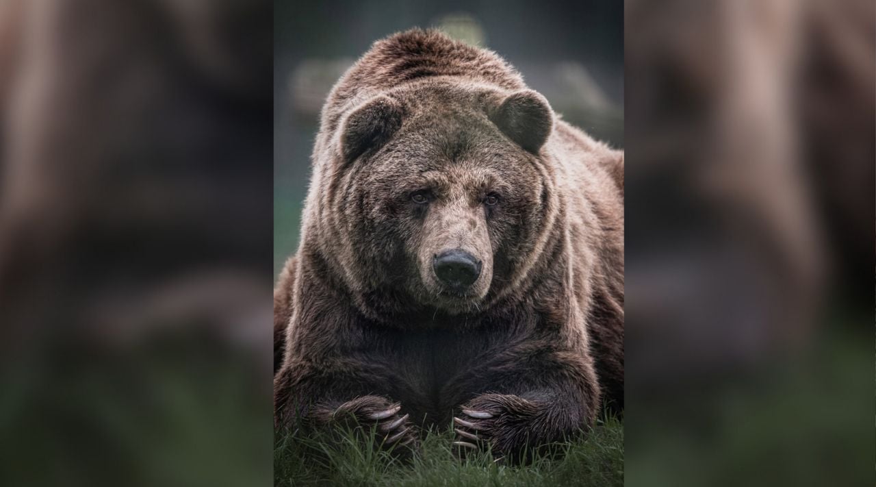 Tosho een paar jaar geleden in Eindhoven Zoo (foto: Marc van Tilborg).