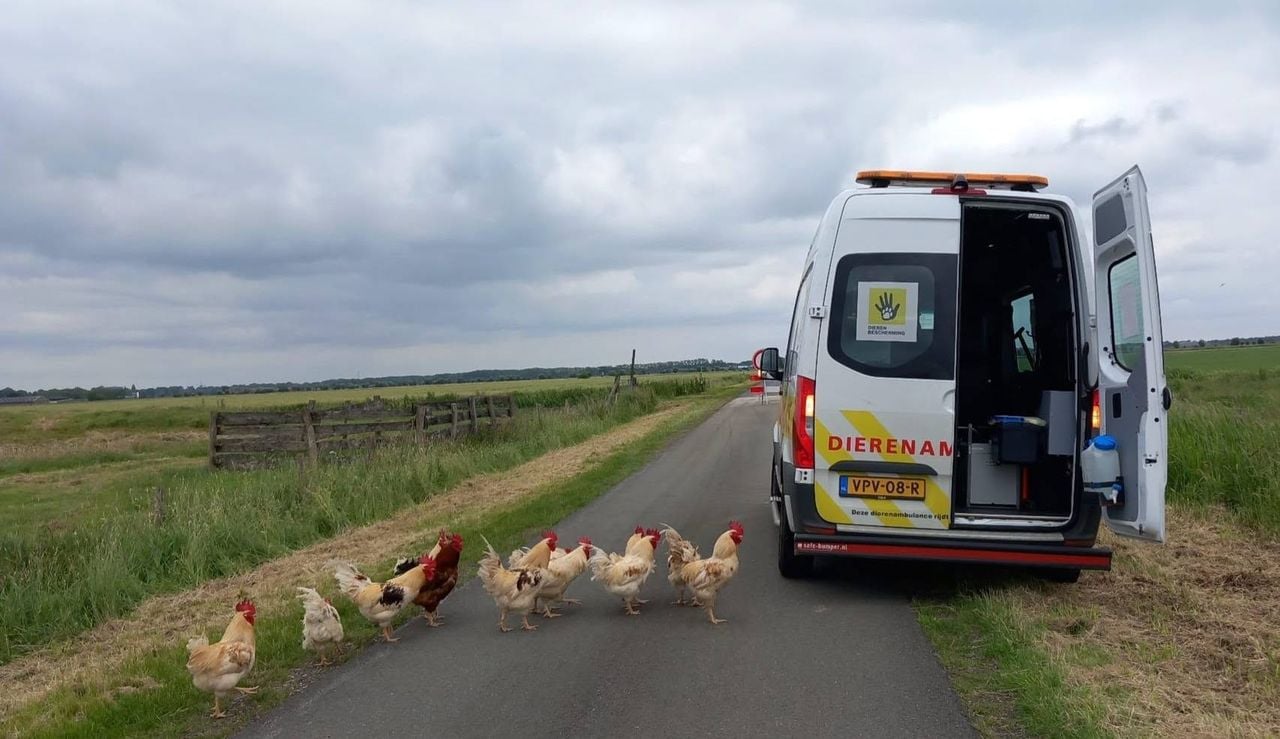 Foto: dierenambulance Maasland.