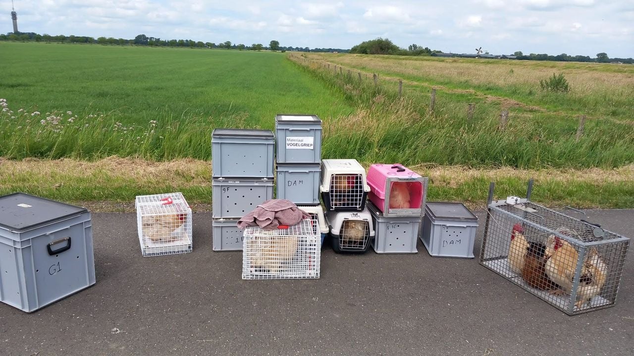 Foto: dierenambulance Maasland.