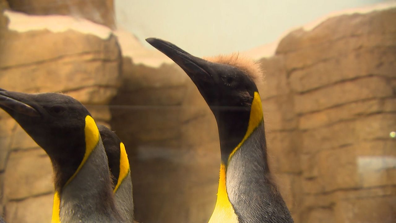 De pinguïn rechts met het kuifje is vernoemd naar meester Johan uit Etten-Leur (foto: Wilco Zonneveld).