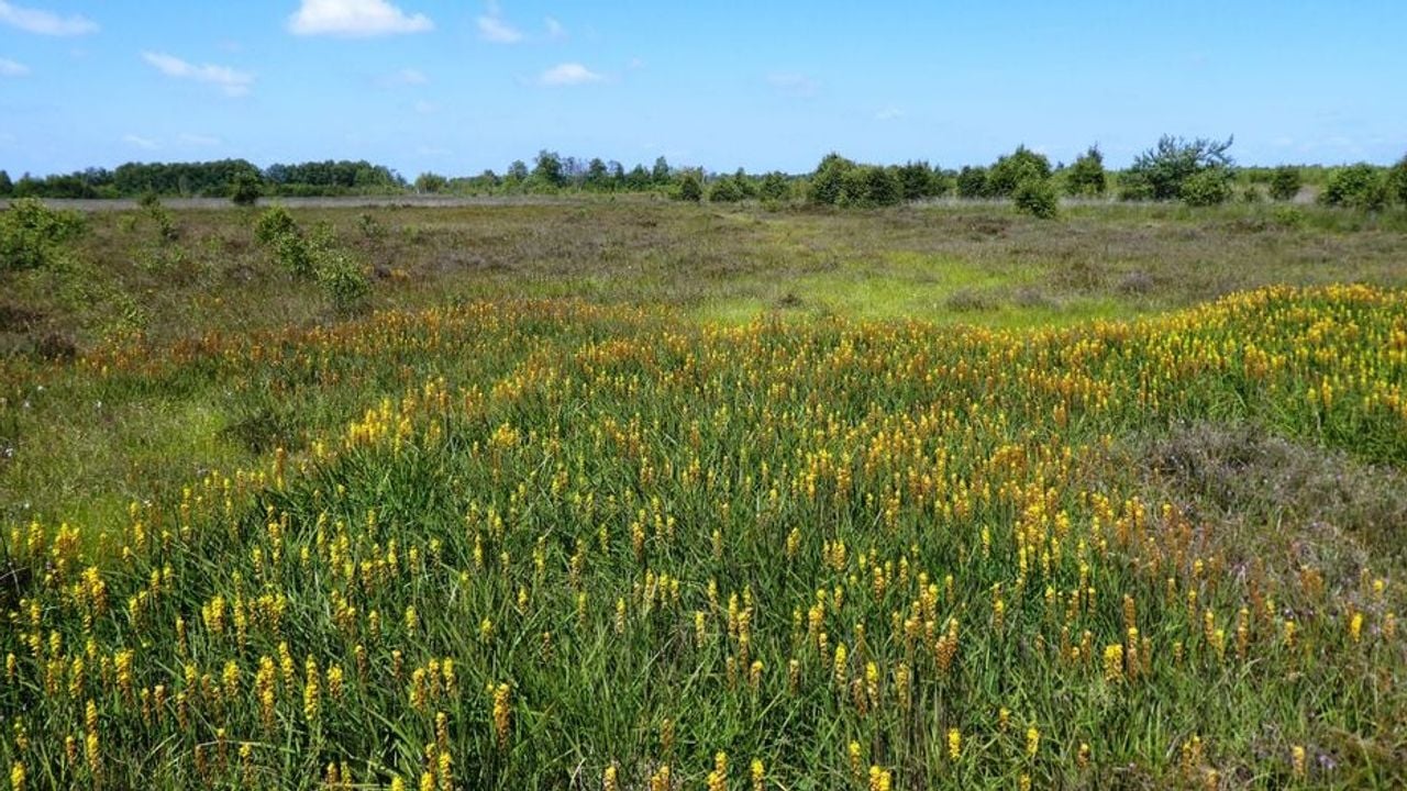 Het ideale hoogveenlandschap, het Bargerveen in Drenthe (Foto: meetingnature.nl)