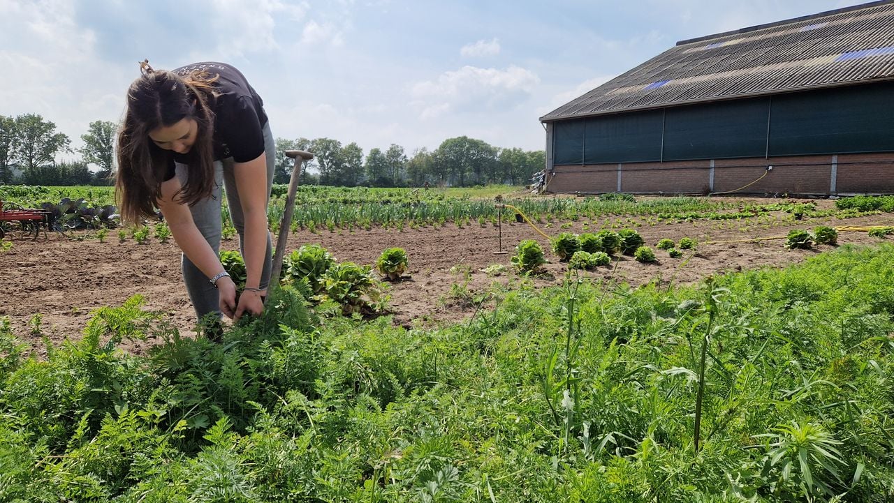 Julia is druk met haar eigen onderneming in Ledeacker (foto: Tom Berkers).