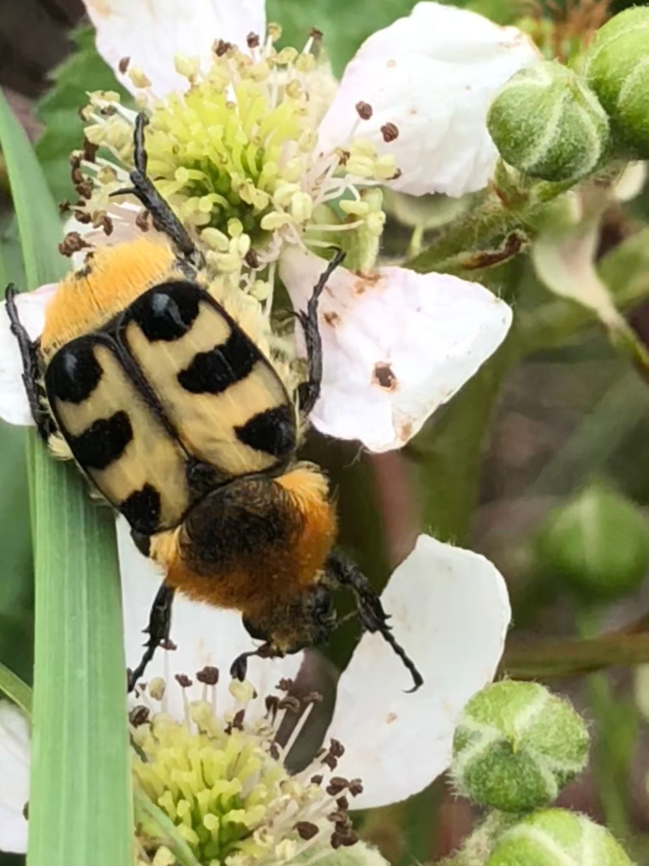 Een penseelkever (foto: Irma de Bruin).