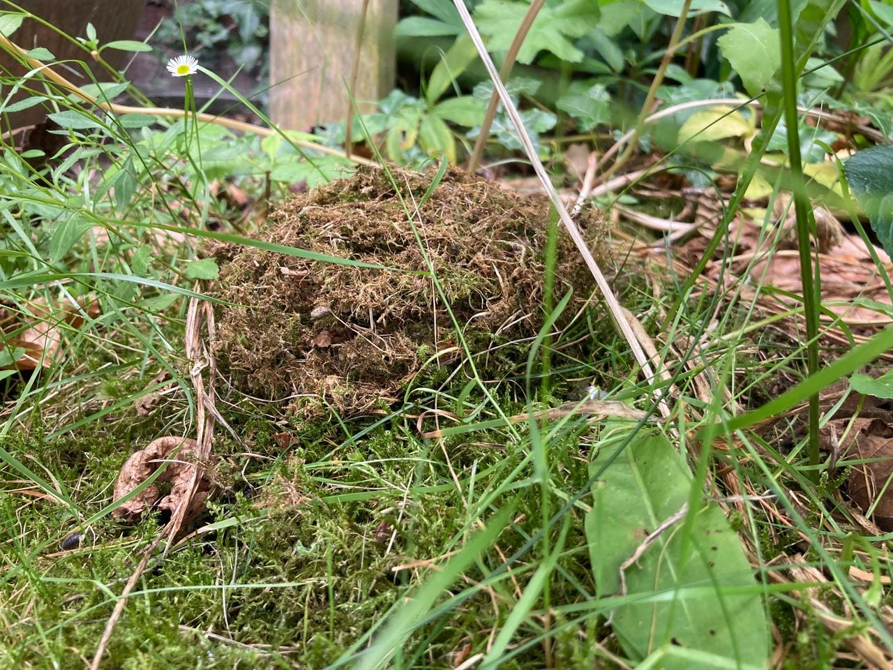 Nest moshommel (foto: Hanneke Oosterbaan).