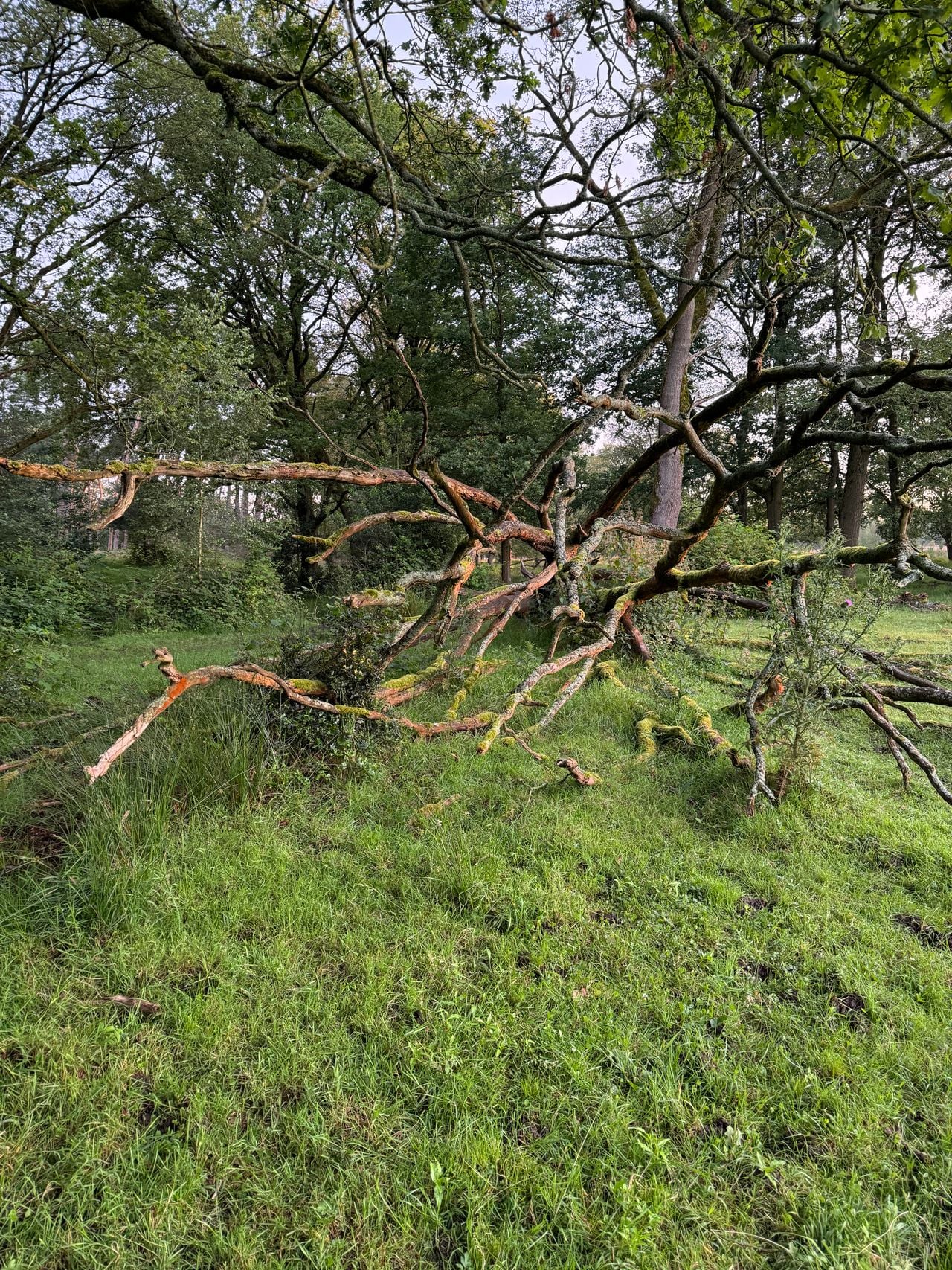 Dood hout is belangrijk (foto: Frans Kapteijns).