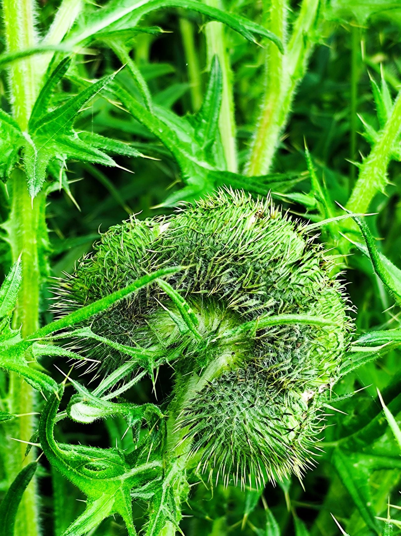 Een speerdistel met een pelorische bloem (foto: Irene Schaap).
