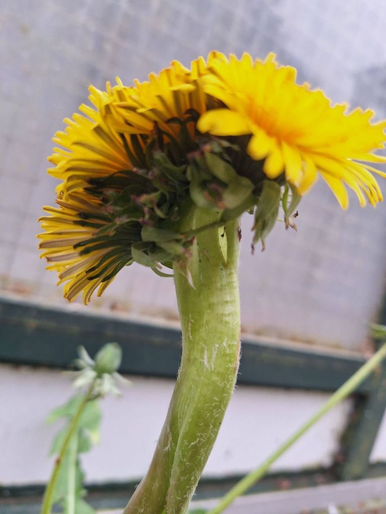 Een vreemde stengel bij een paardenbloem (foto: Monique Spooren Kiljan).