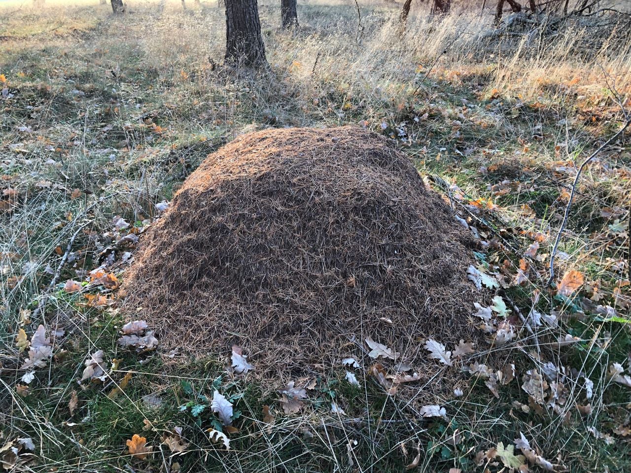 Een mierenhoop van de rode bosmier (foto: Frans Kapteijns).