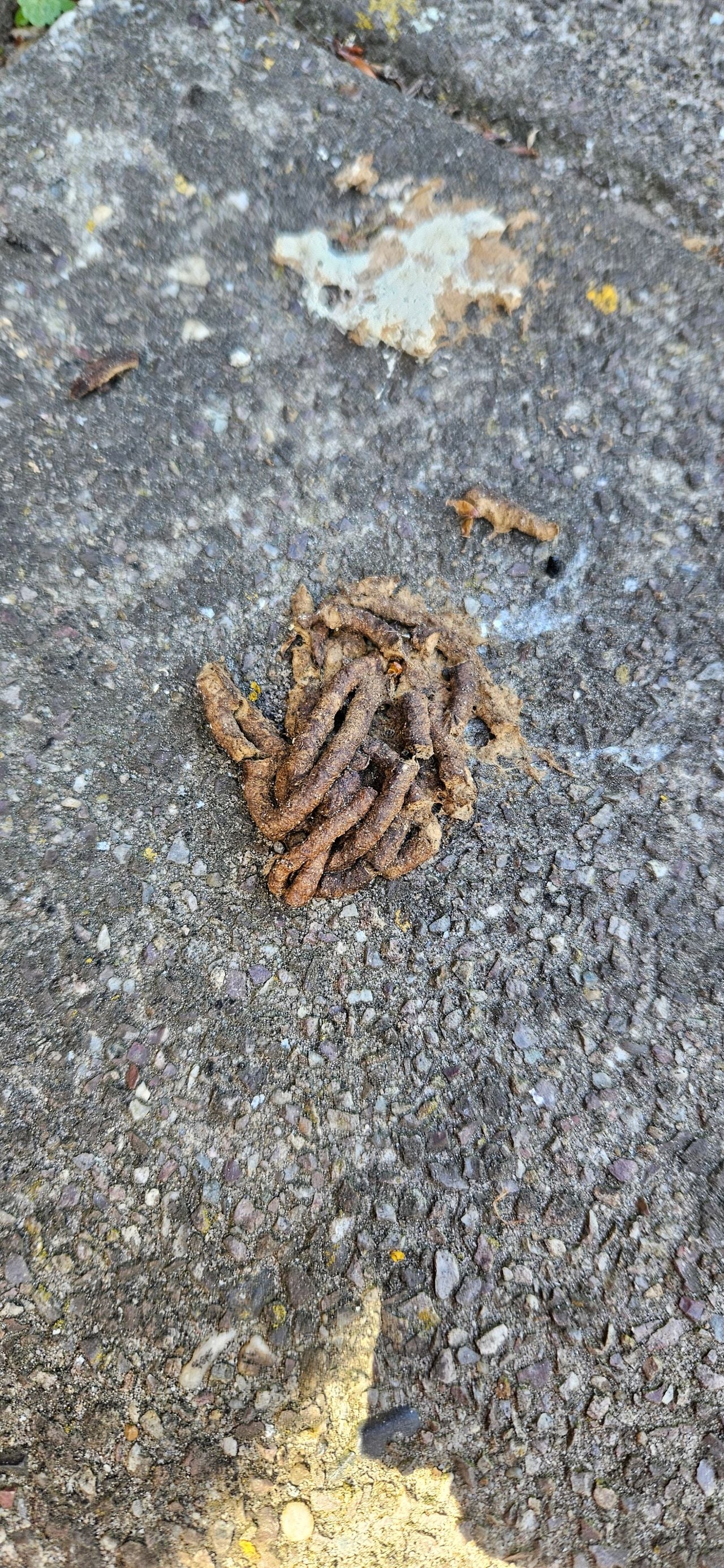 Mogelijk uitwerpselen van een fazant (foto: Sandra Geijs).