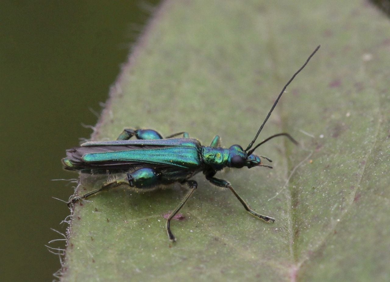 Een fraaie schijnbok (foto: Saxifraga/Peter Meininger).
