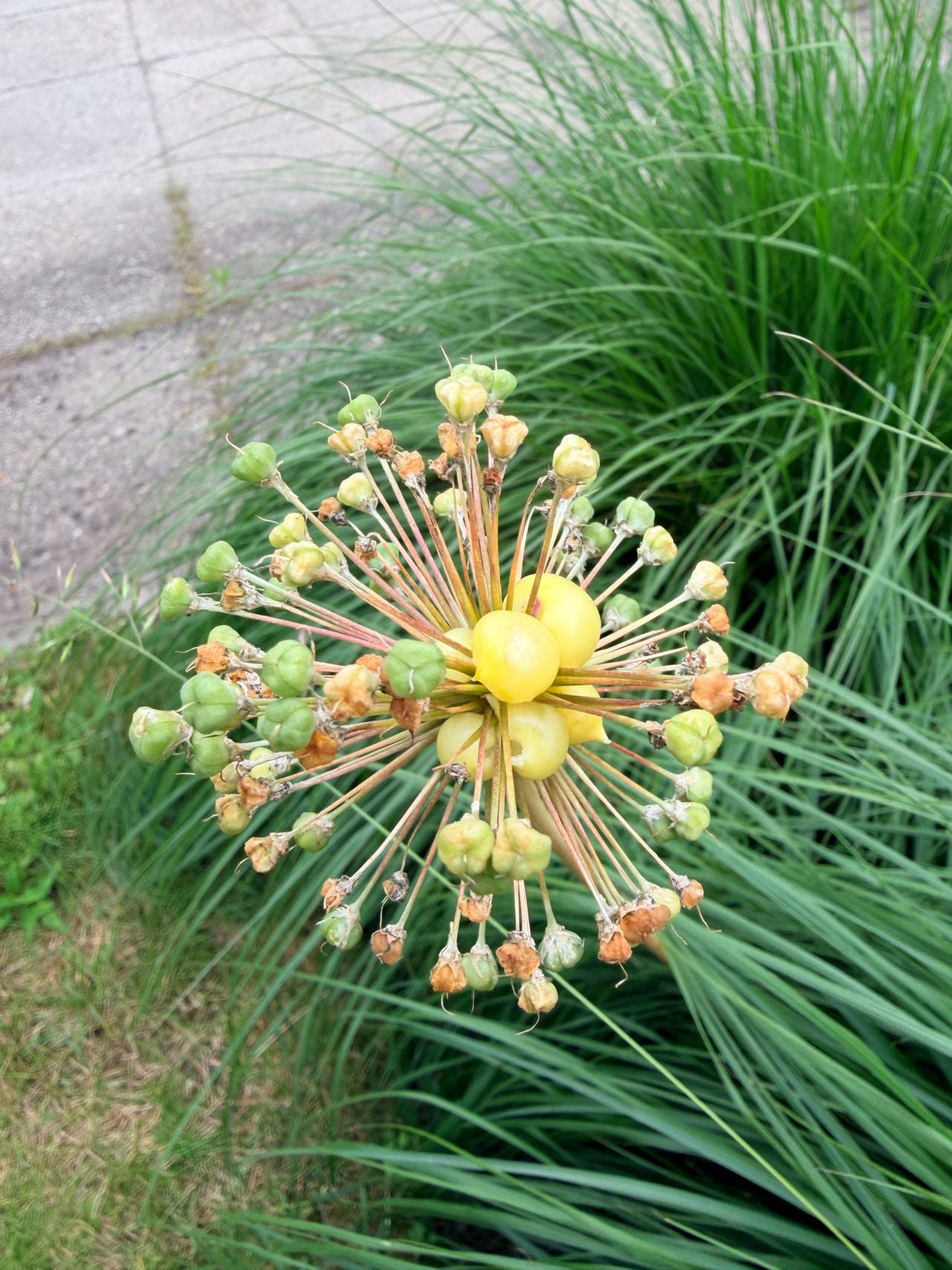 Broedbolletjes, ook wel zaadhoofden genoemd (foto: Moniek Huisman).
