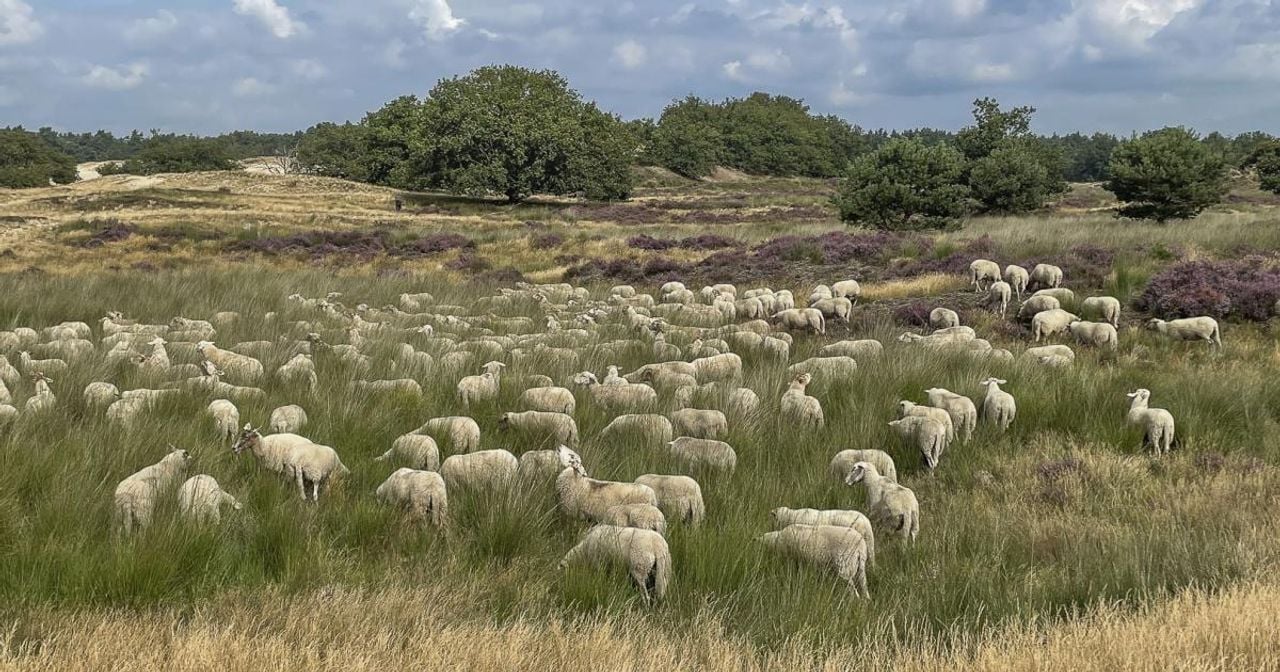 Schapen op de Loonse en Drunense Duinen (foto: Nancy Carels).