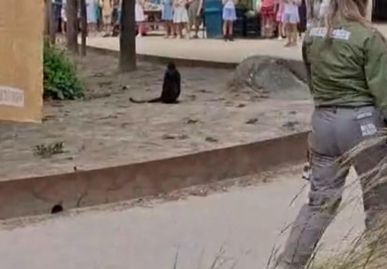 De aap, los in het park, gespot door bezoekers afgelopen week (foto: Anco).