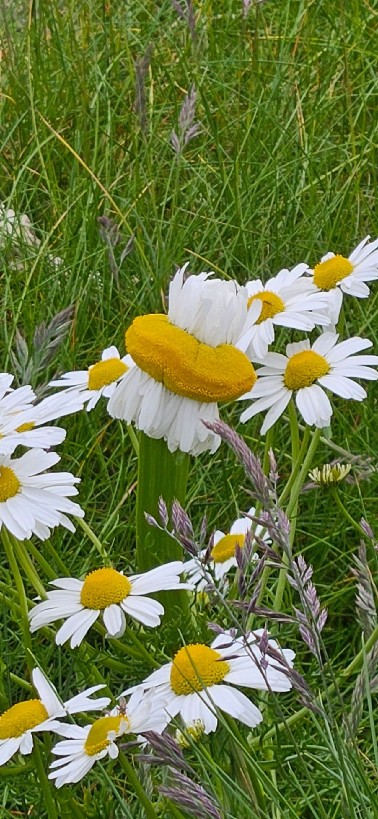 Fasciatie bij een margriet (foto: Margot Reijnders).