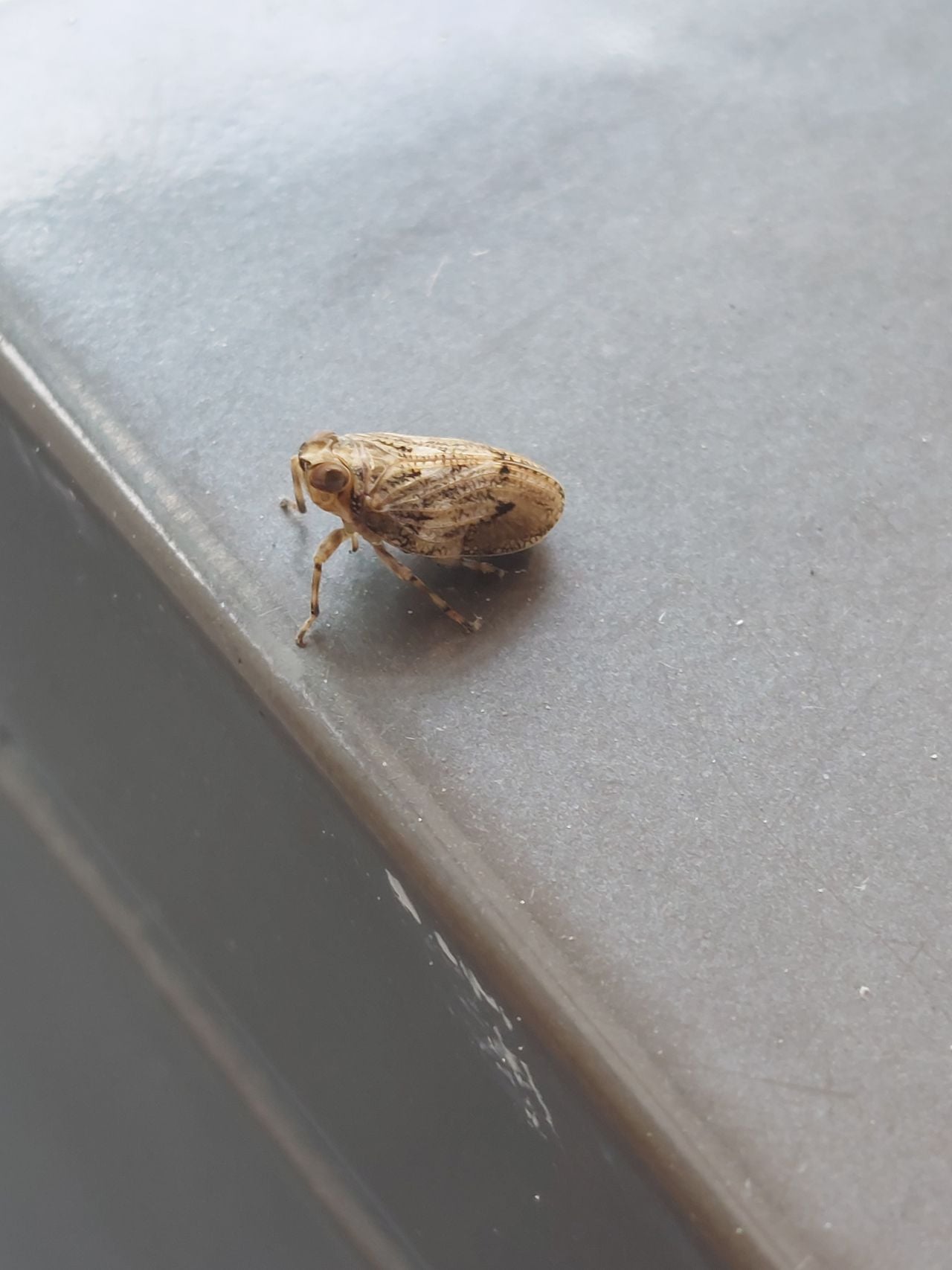 Een klimopkevercicade (foto: Piet Lauwers).