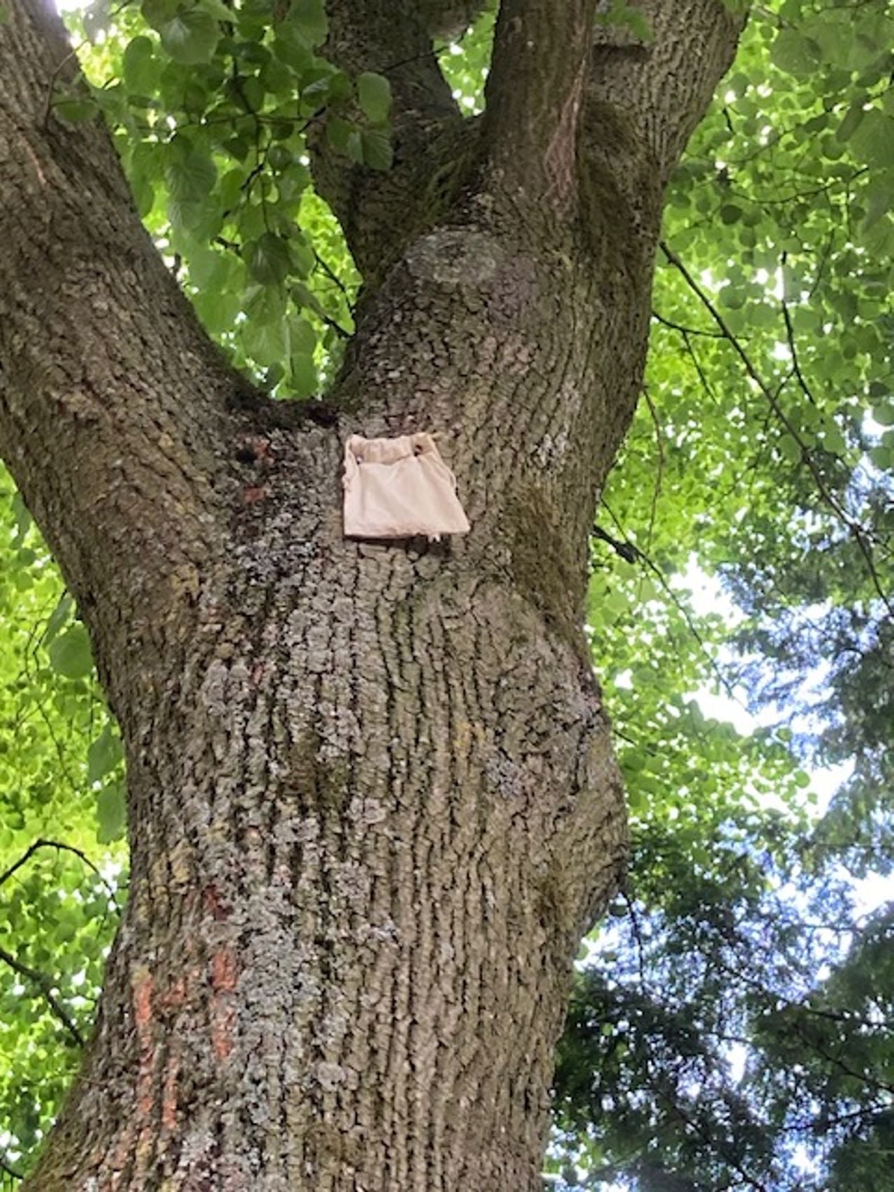 Een zakje in een lindeboom ter bestrijding van luizen.