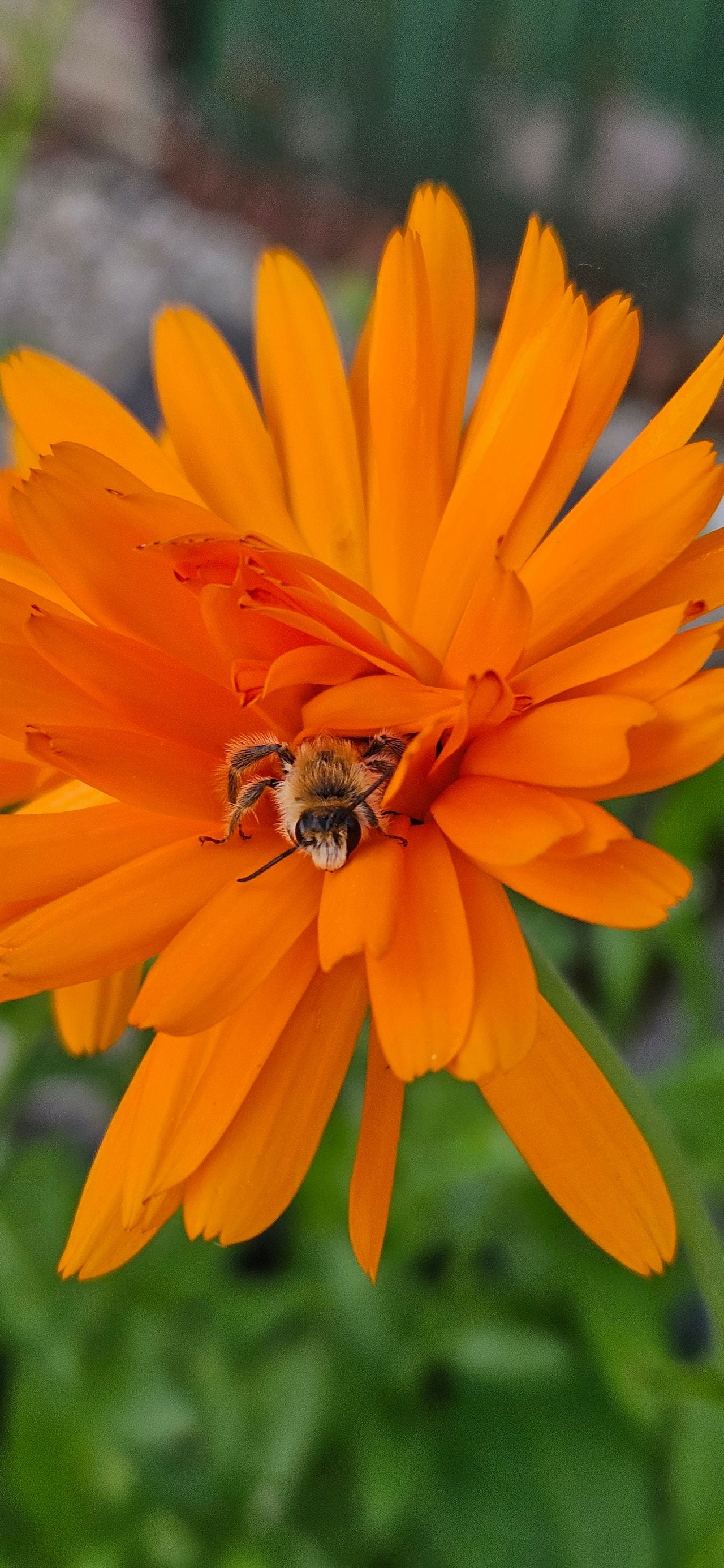 Een slapende pluimvoetbij (foto: Sandra Geijs).