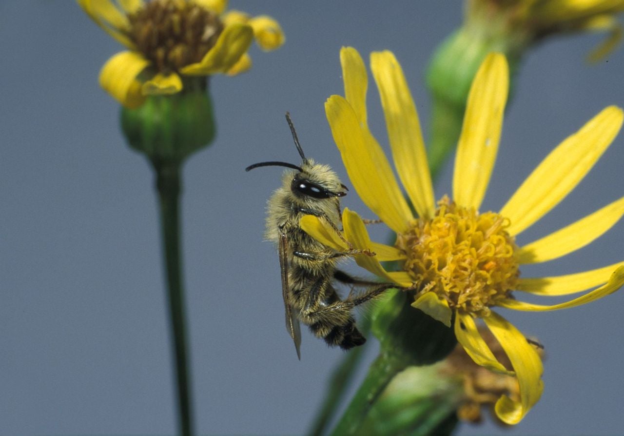 Een pluimvoetbij (foto: Saxifraga/Frits Bink).