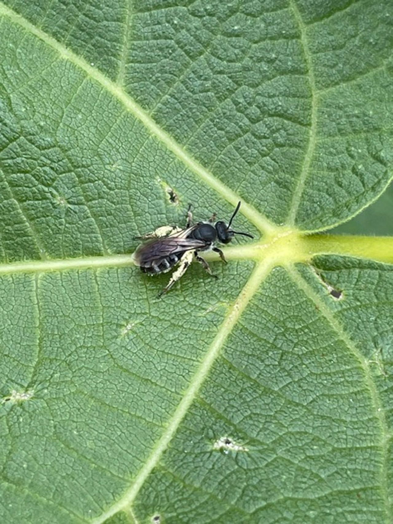 Een zesvlekkige groefbij (foto: Margreet van den Hurk).