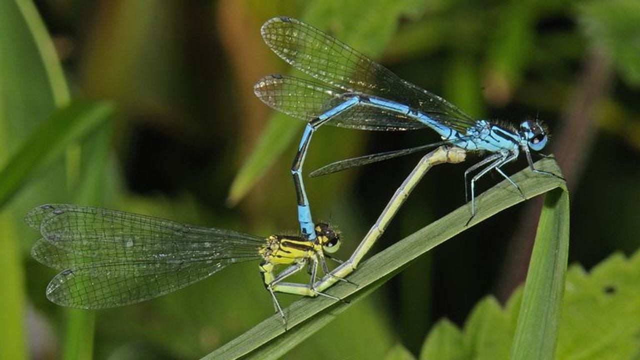 Het paringswiel van azuurwaterjuffers (foto: Saxifraga/Ab h. Baas).