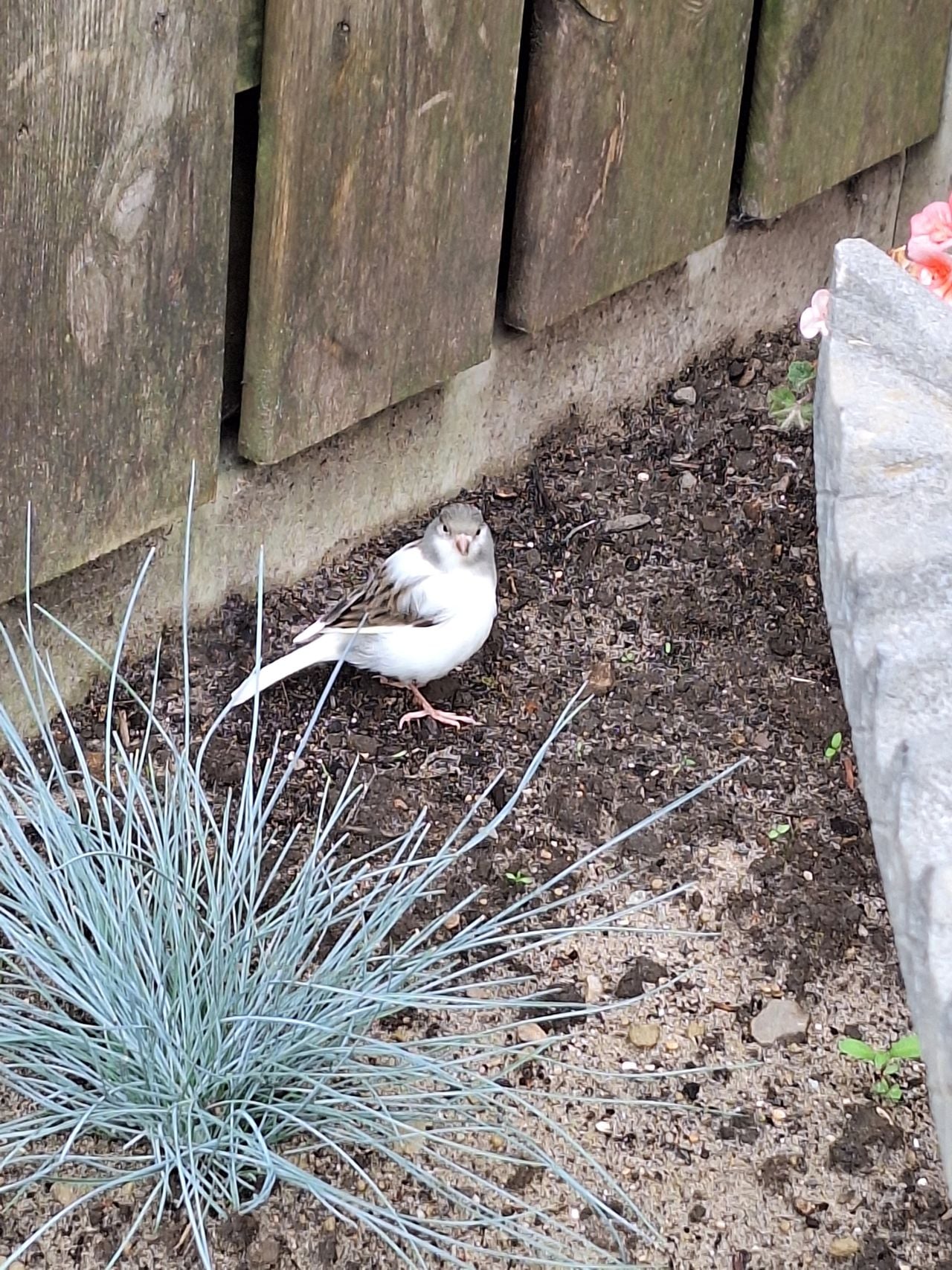 Een huismus met leucisme (foto: Bianca van Vugt).