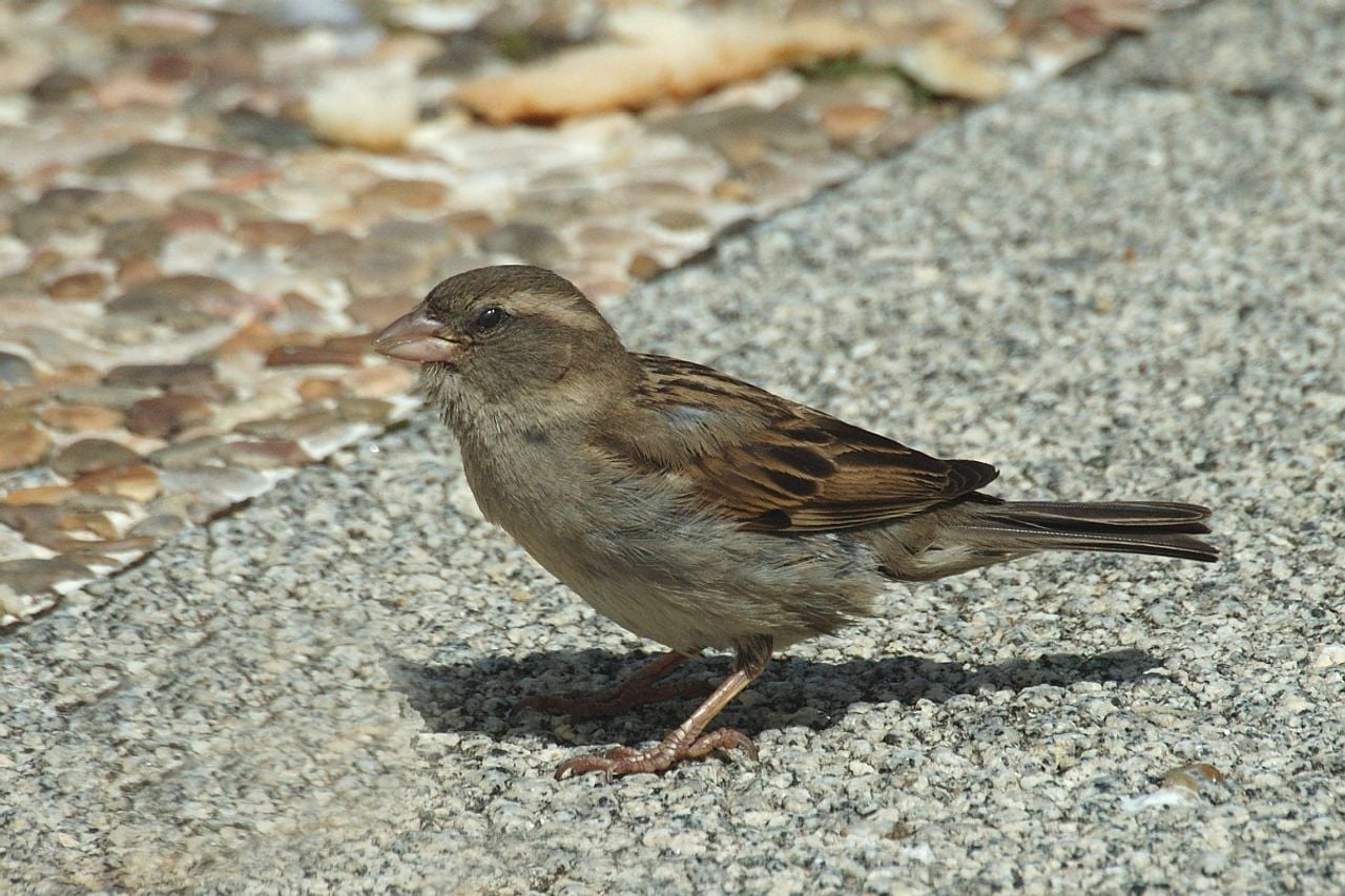 Een huismus (foto: Saxifraga/Jan van der Straaten).