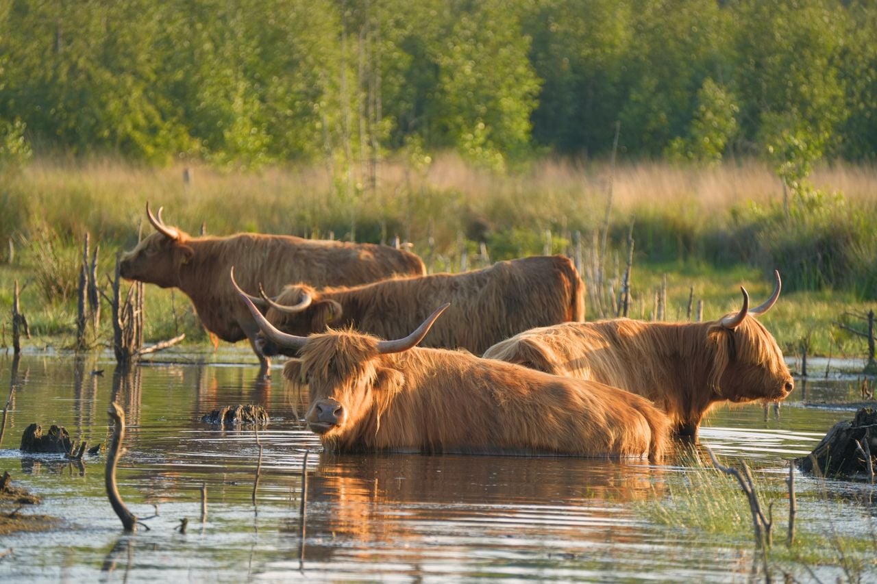 Schotse Hooglanders in het Leenderbos zoeken verkoeling (foto: Erik van Asten).