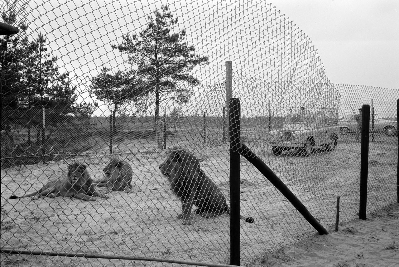 De nieuwe bewoners van het tweede leeuwenpark in ons land zijn in hun nieuwe woonplaats aangekomen. Veilig achter een hoge afrastering kunnen zij alvast wennen aan hun omgeving, die zij binnenkort frank en vrij kunnen doorkruisen (foto:ANP).