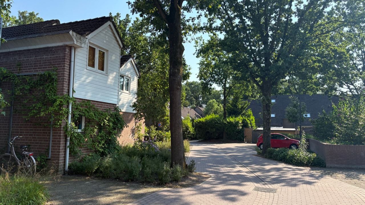 Hoge bomen vangen veel wind én zon in de wijk Sparrenburg in Rosmalen 