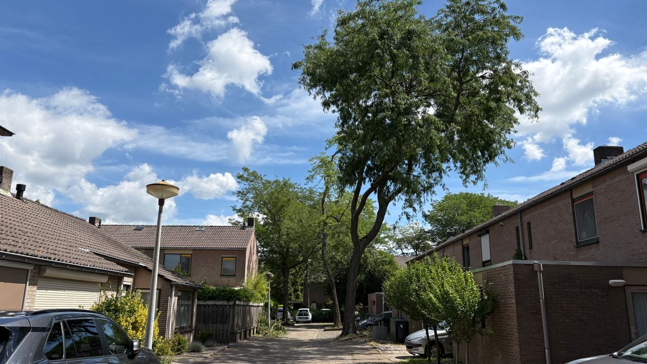 Deze boom hangt boven het huis van Simon (foto: Rogier van Son). 
