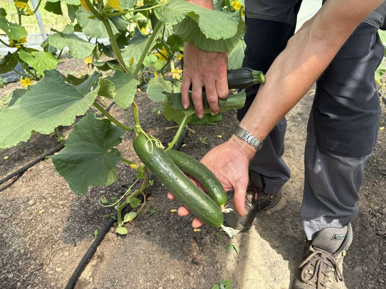 De komkommers doen het goed met de wormencompost (foto: Karin Kamp).