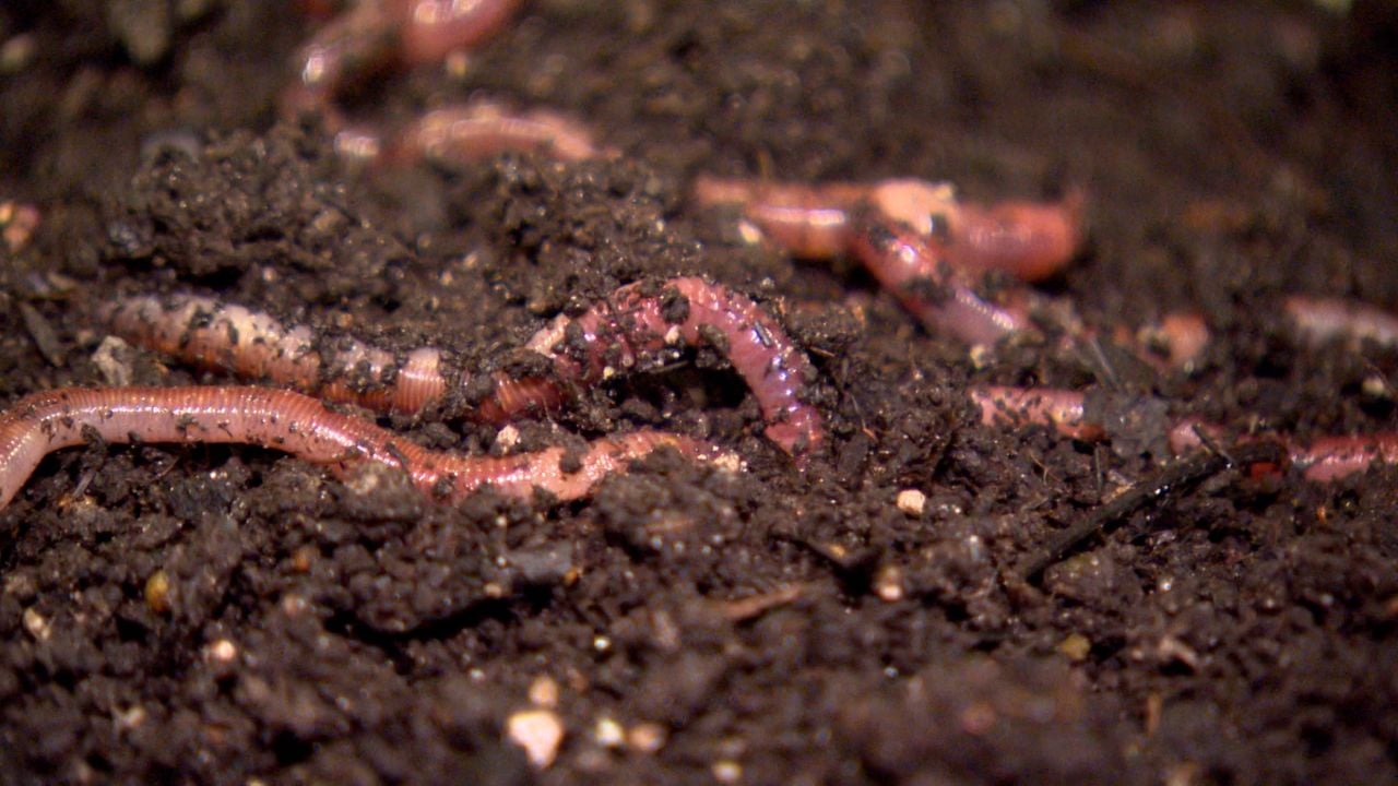 De Dendrobaena veneta, ook bekend als de springer (beeld: Omroep Brabant).
