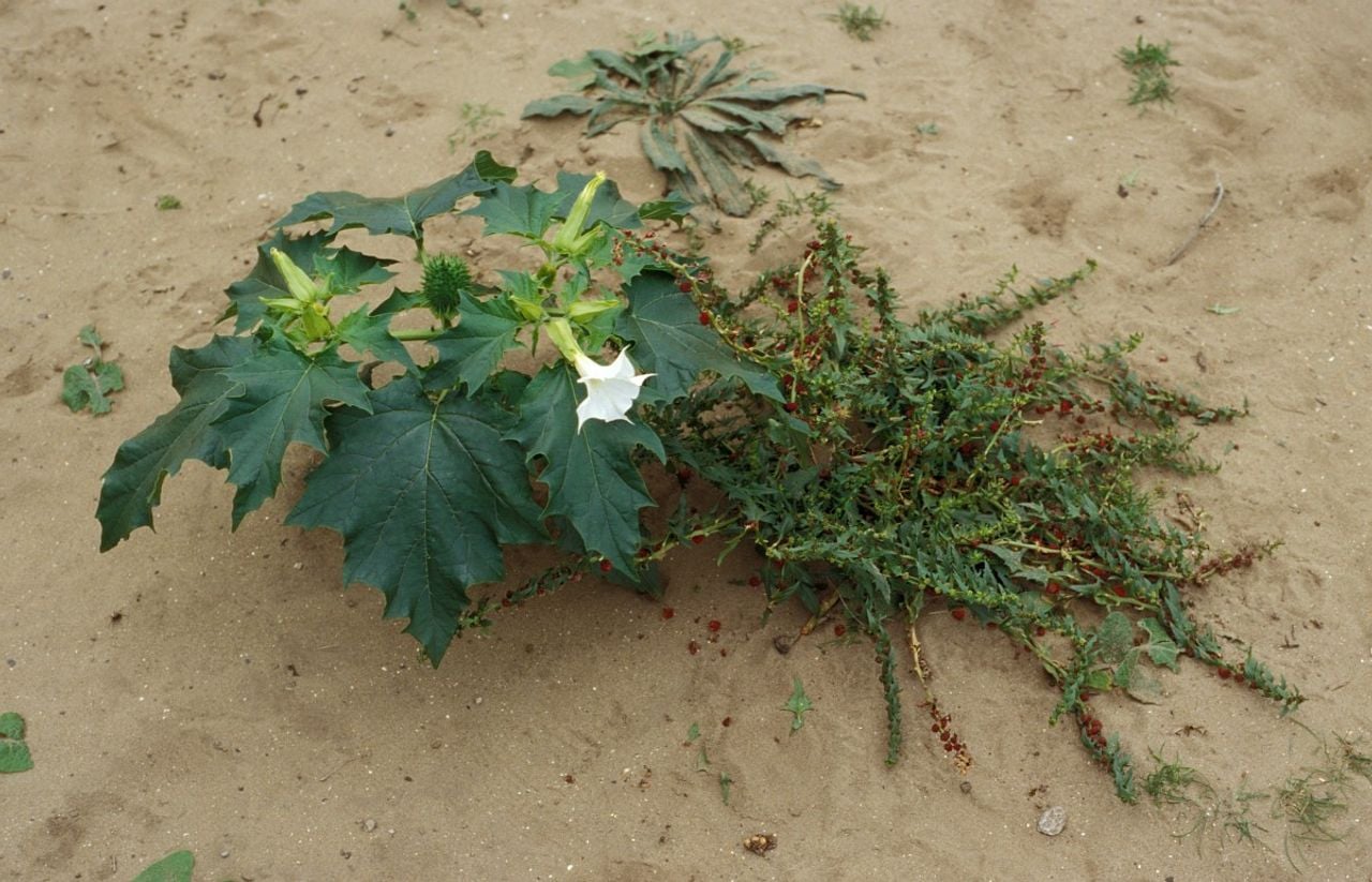 Een doornappel met bloem (foto: Piet Zomerdijk / Saxifraga).