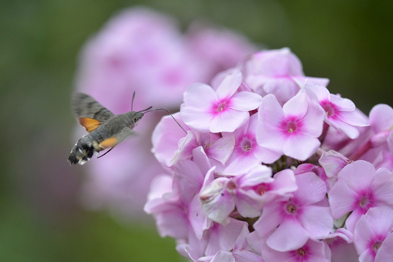 Een kolibrievlinder (foto: Saxifraga/Tom Heijnen).