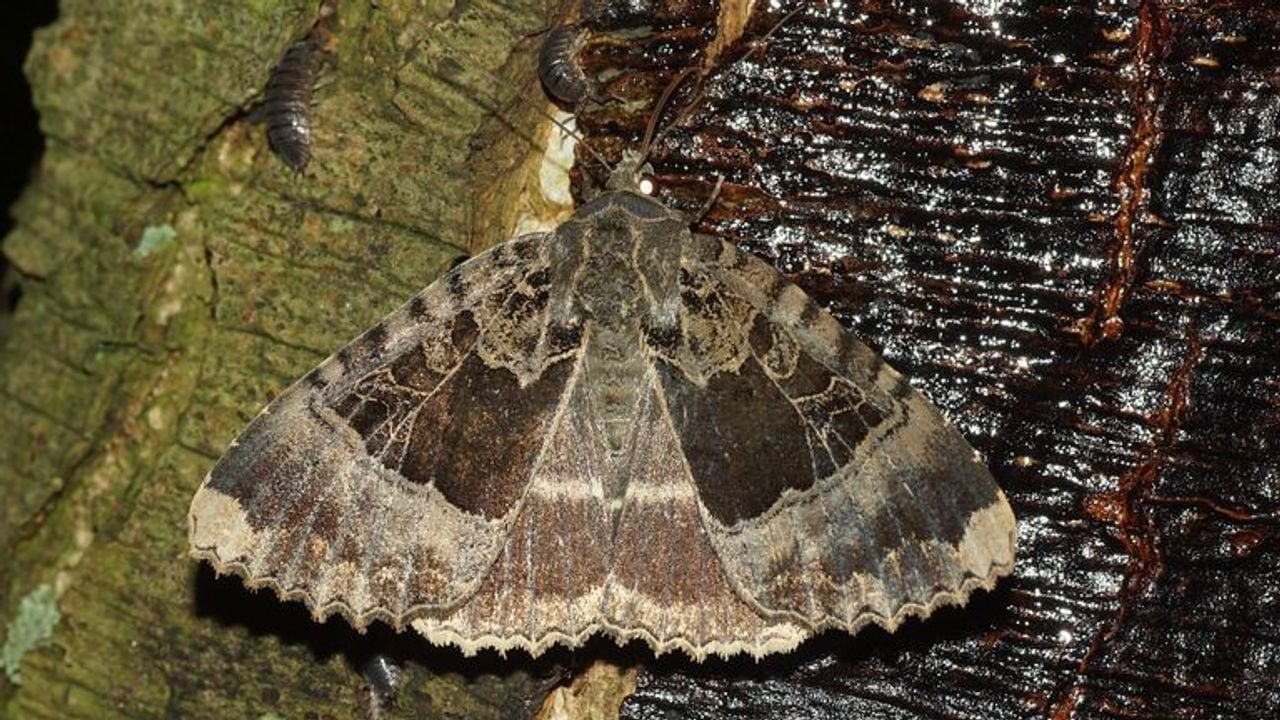 Het zwart weeskind met open vleugels (foto: Saxifraga/Adriaan Dijksen).