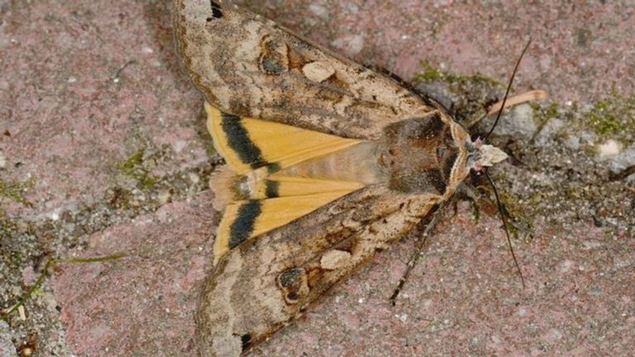 Een andere nachtvlinder, de huismoeder (foto: Saxifraga/Peter Gergely).
