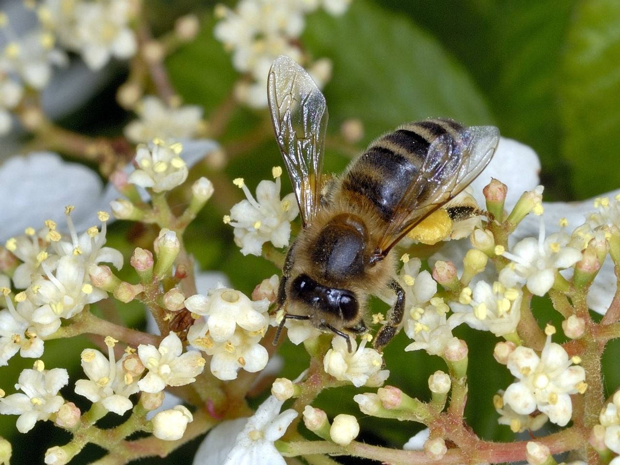 Een honingbij (foto: Saxifraga/Ab H. Baas).