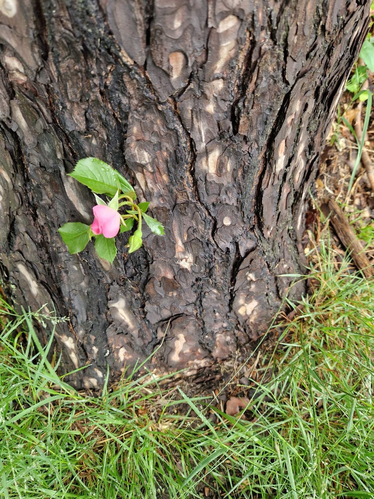 Een takje met een bloeiende rozenbloem uit een grove den (foto: Peter van Melis).