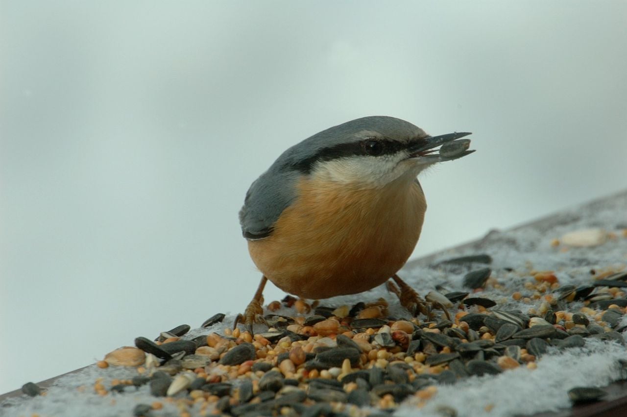 Een boomklever met zaadje (foto: Saxifraga/Jan van der Straaten).