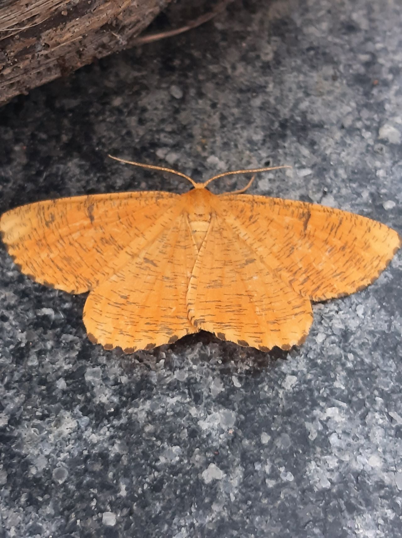 Een oranje iepentakvlinder (foto: Maria Doggen).