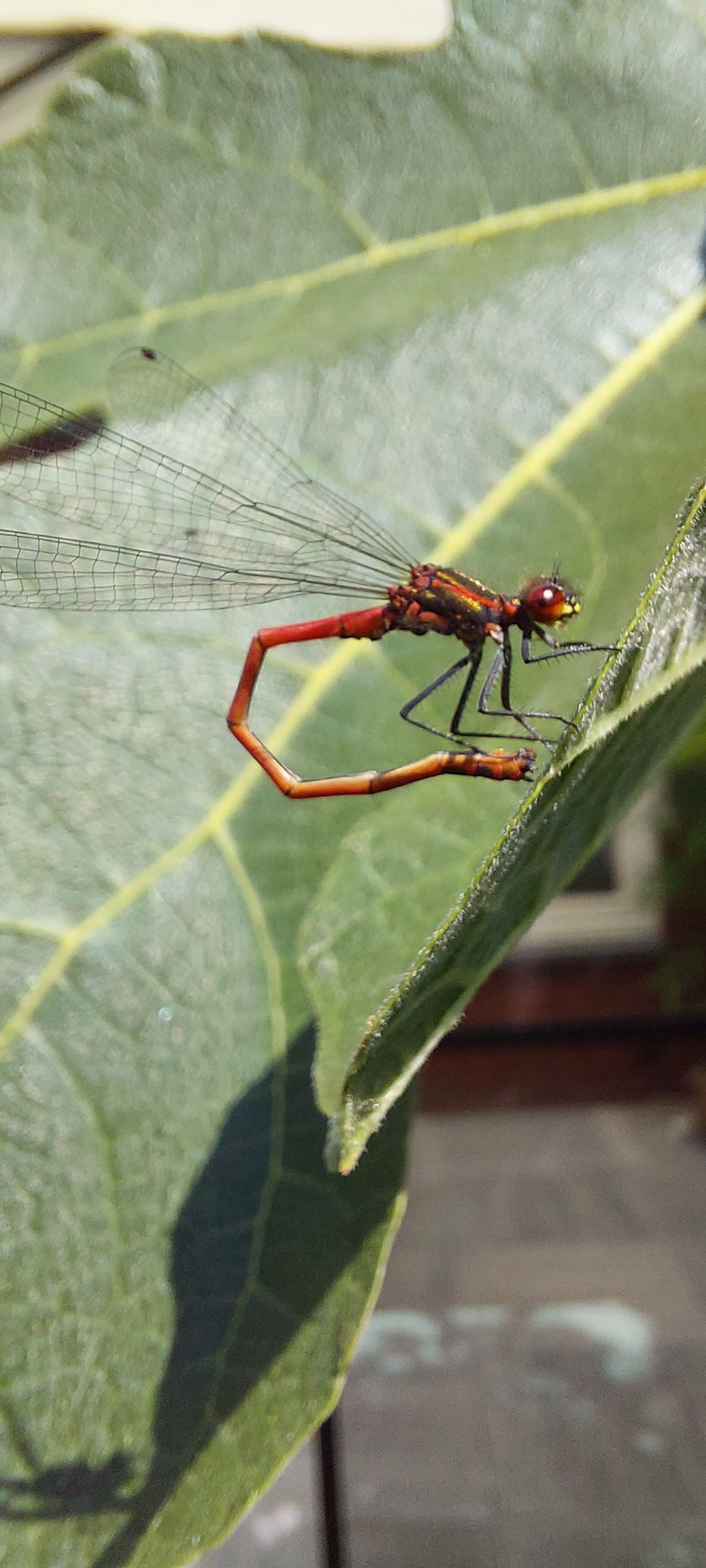 Een vrouwtje van de vuurjuffer in een speciale houding (foto: Anja Bastiaansen).