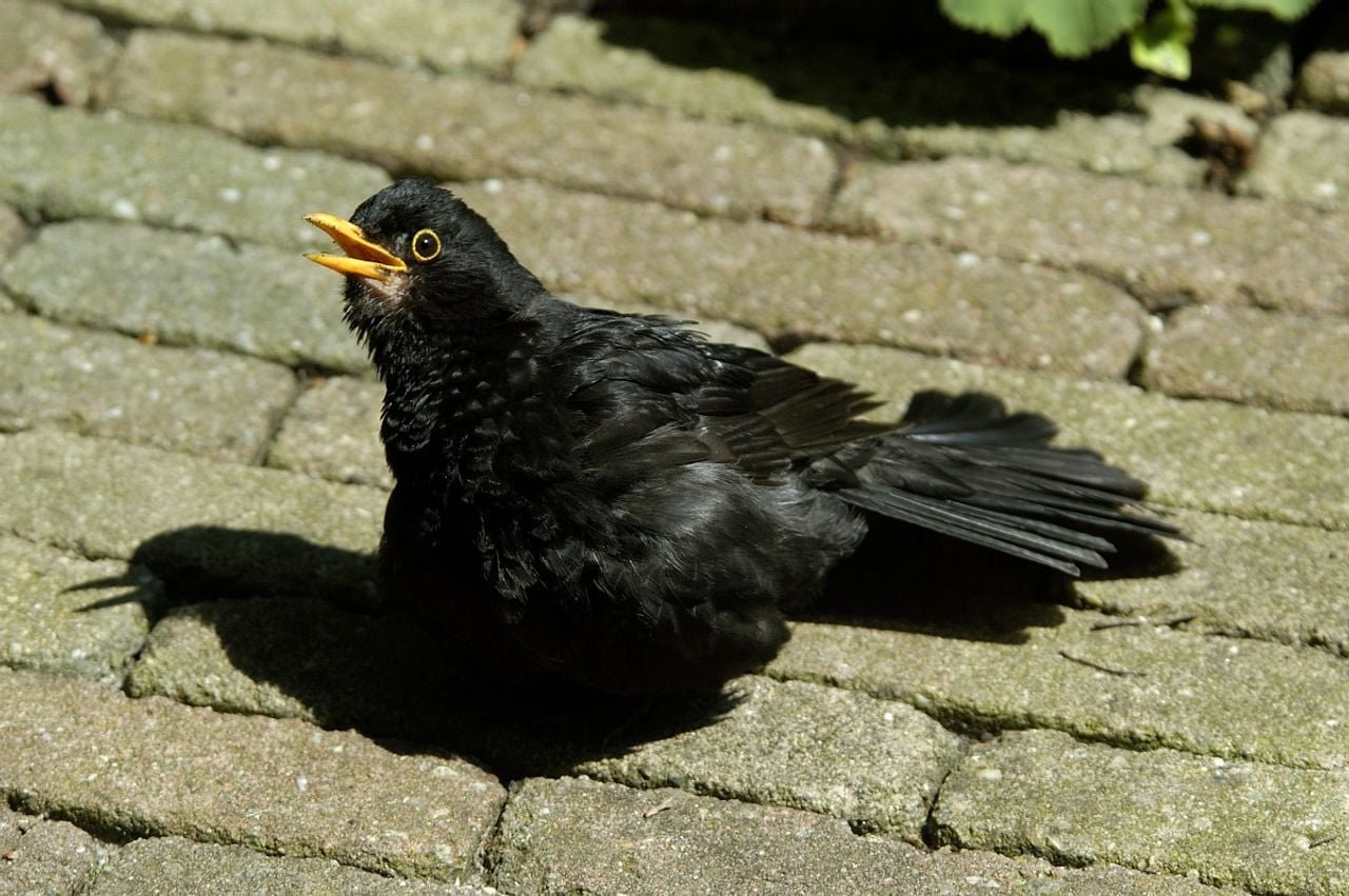 Merel zorgt voor verkoeling (foto: Saxifraga/Piet Munsterman).