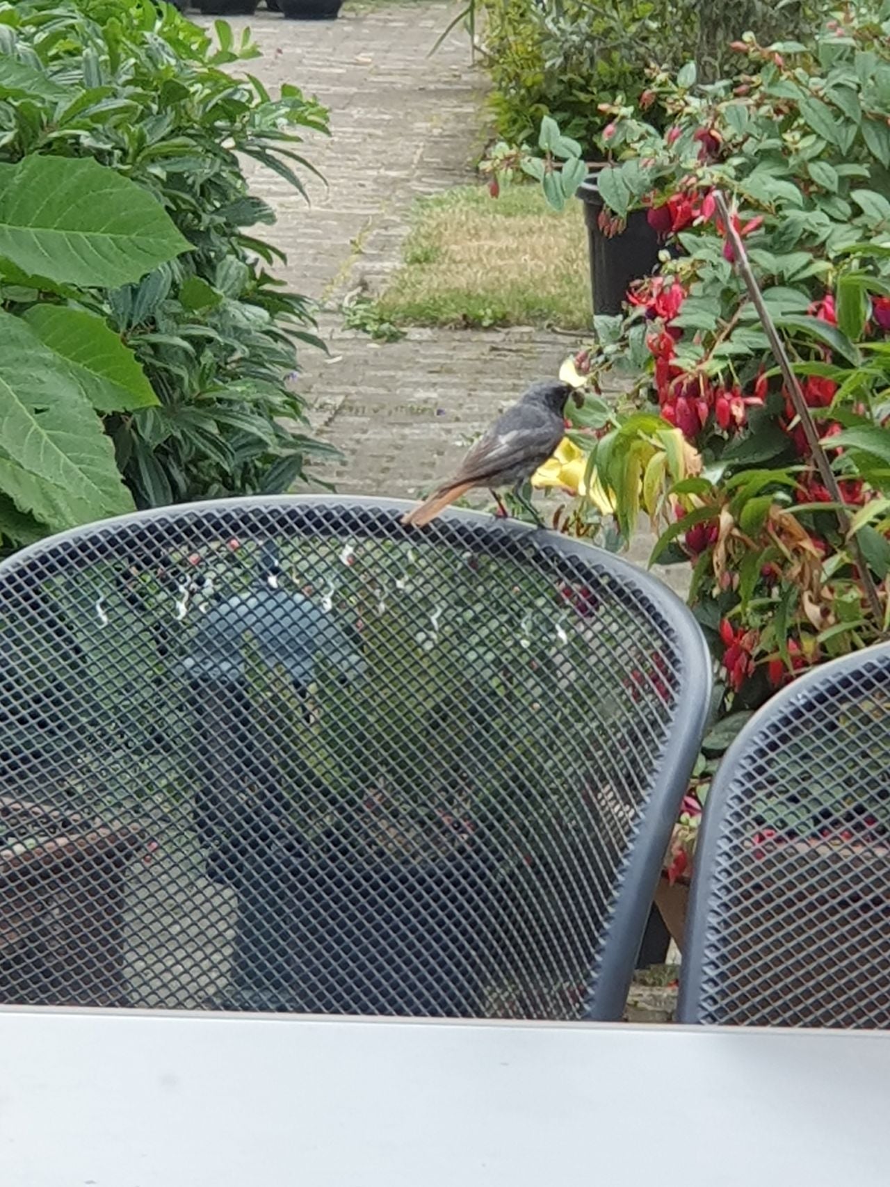 Een zwarte roodstaart (foto: Anny Maas).