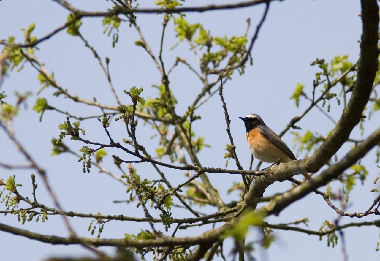 Een mannetje van de gekraagde roodstaart (foto: Saxifraga/Mark Zekhuis).